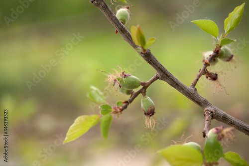 Hairy apricot hanging on the branch just beginning to grow