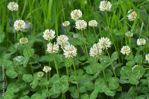 White clover blooms