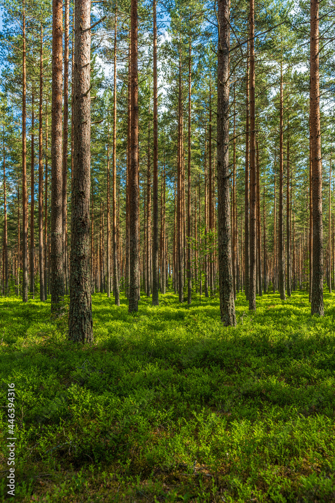 Summer in a well cared pine forest in Sweden.