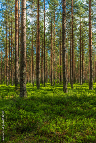 Summer in a well cared pine forest in Sweden.