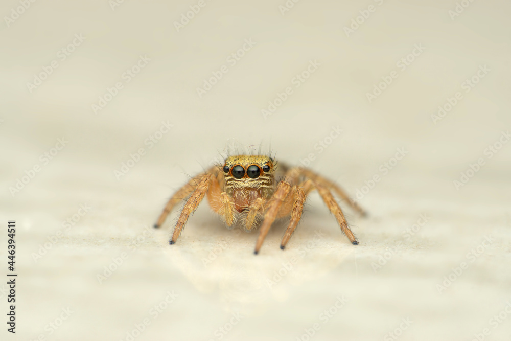 Beautiful eyes of jumping spider, Carrhottus viduus, Satara Maharashtra india Beautiful eyes of jumping spider, Carrhottus viduus, Satara Maharashtra india