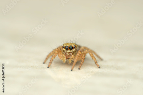 Beautiful eyes of jumping spider, Carrhottus viduus, Satara Maharashtra india