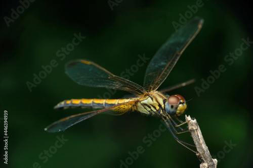 Full body of Male Hine   s emerald dragonfly  Somatochlora hineana  Satara  Maharashtra  India