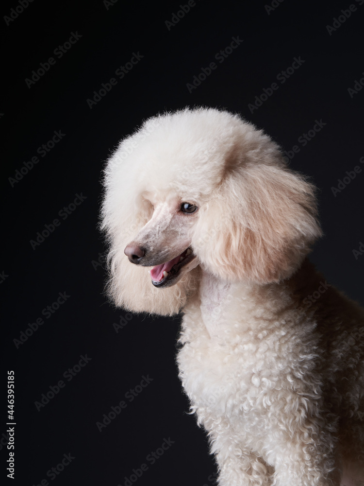 portrait of a white small poodle. dog on black background. Beautiful pet in studio