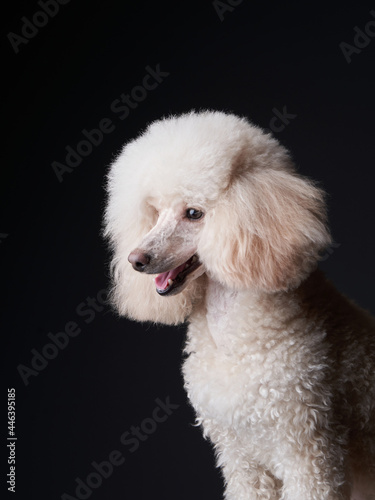 portrait of a white small poodle. dog on black background. Beautiful pet in studio