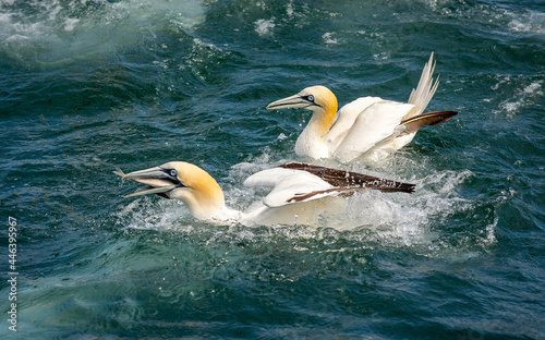 Northern Gannets Diving & Flying At Bempton Cliffs UK