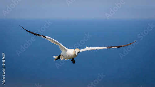 Northern Gannets Diving & Flying At Bempton Cliffs UK