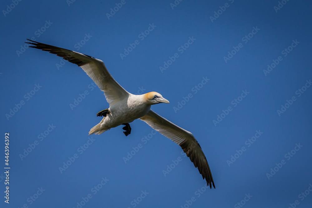 Northern Gannets Diving & Flying At Bempton Cliffs UK Northern Gannets Diving & Flying At Bempton Cliffs UK