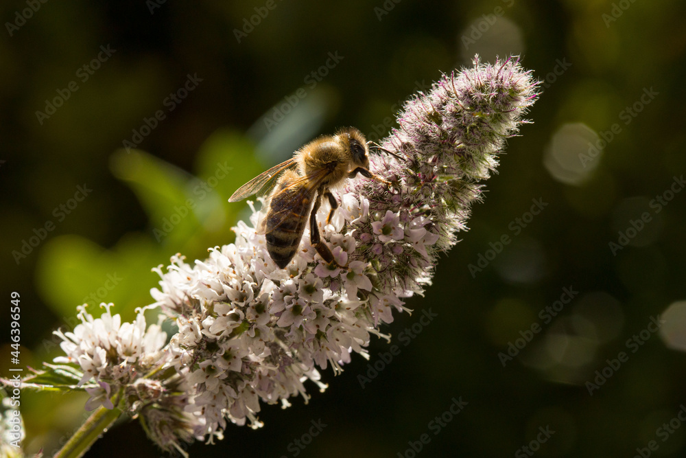 close-up of a flying insect collecting nectar at small herbal white blossoms close-up of a flying insect collecting nectar at small herbal white blossoms