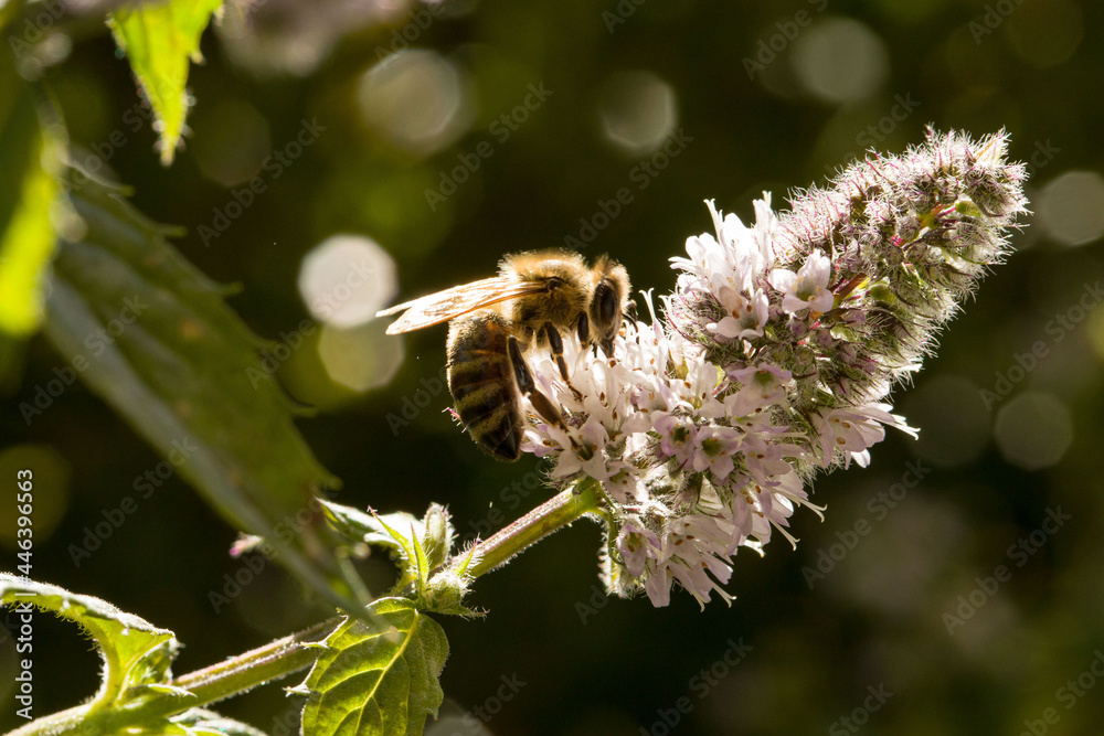 Naklejka premium close-up of a flying insect collecting nectar at small herbal white blossoms