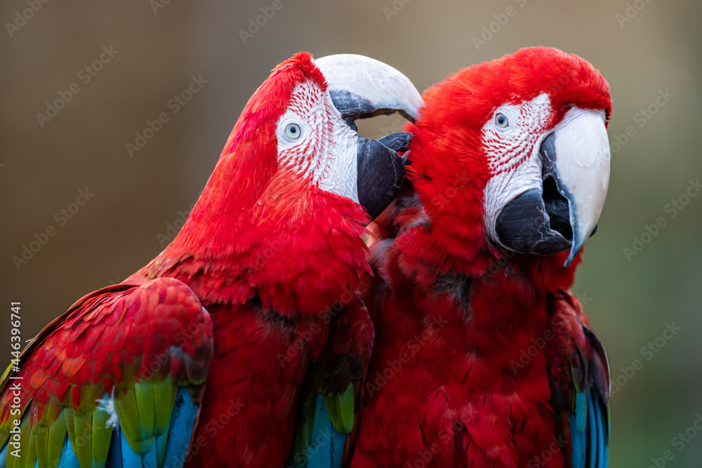 Portrait of a Red-and-green Macaw in the forest