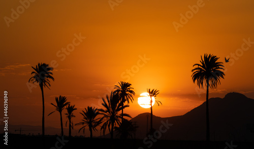 palm trees at sunset