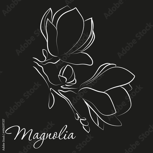 Elegant outline sketching of magnolia flowers, vector illustration