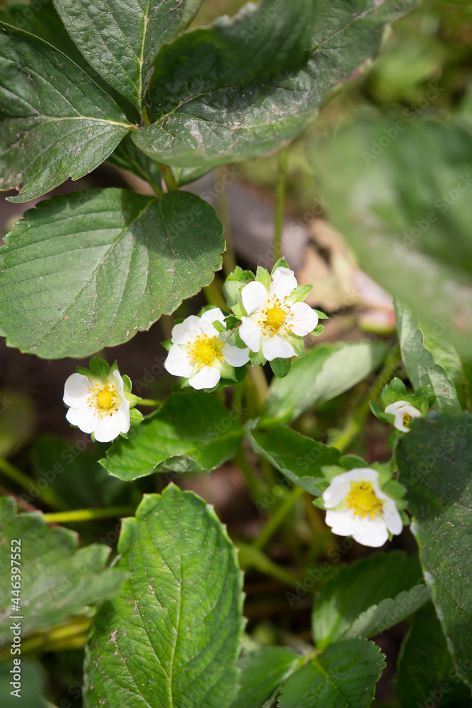 Blooming bushes strawberry on the garden. Top view on white flowers on the bush. Plantation strawberry.