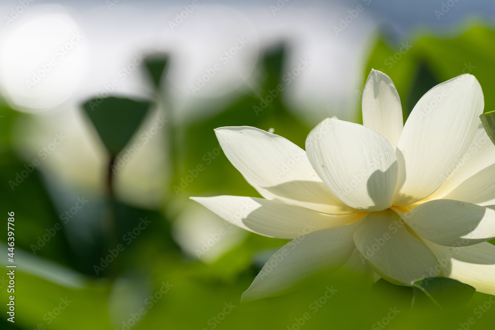 白い蓮の花 白い蓮の花