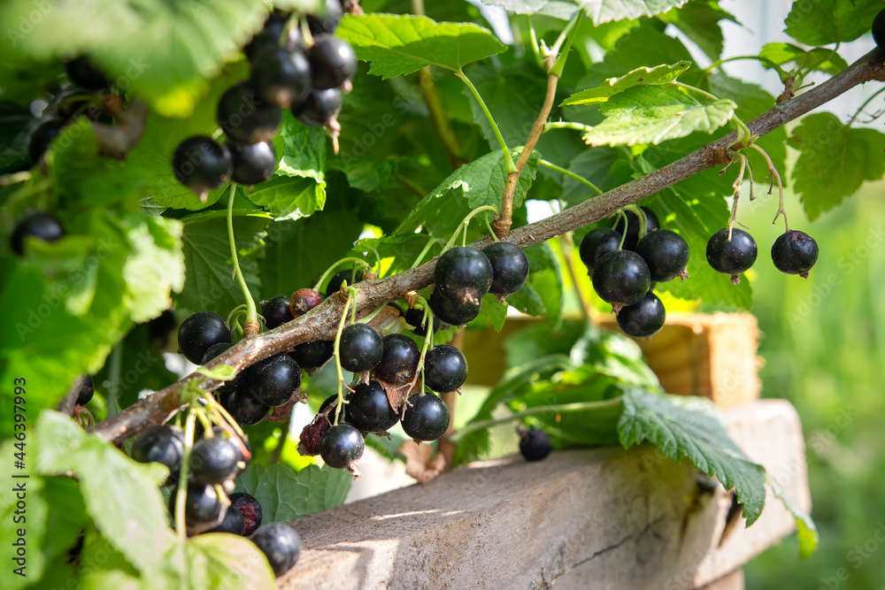 Black ripe berry of currant. Closeup bush of currant. Large berries of currant are growing in the garden. Picking berries.