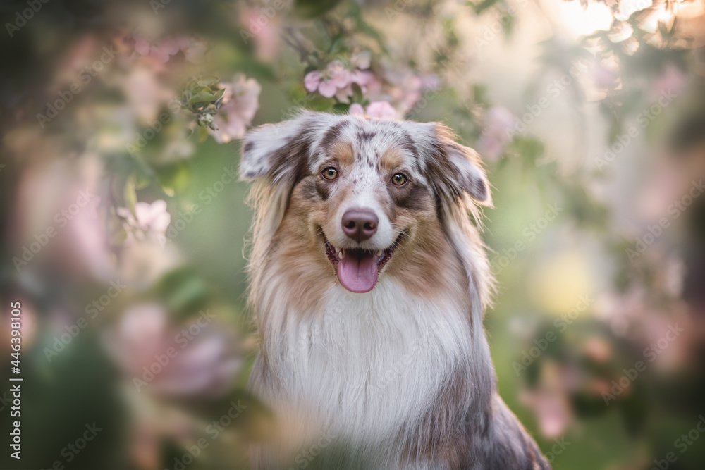 Close-up portrait of a funny female marbled australian shepherd among blooming apple orchards against the backdrop of the setting sun