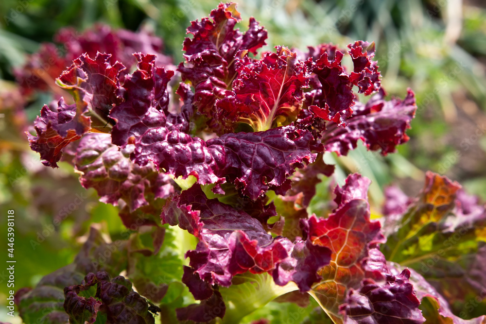 Red salad closeup. Grown salad in garden. Bush of red salad against the background of foliage. Cultivation of vegetables and salads.
