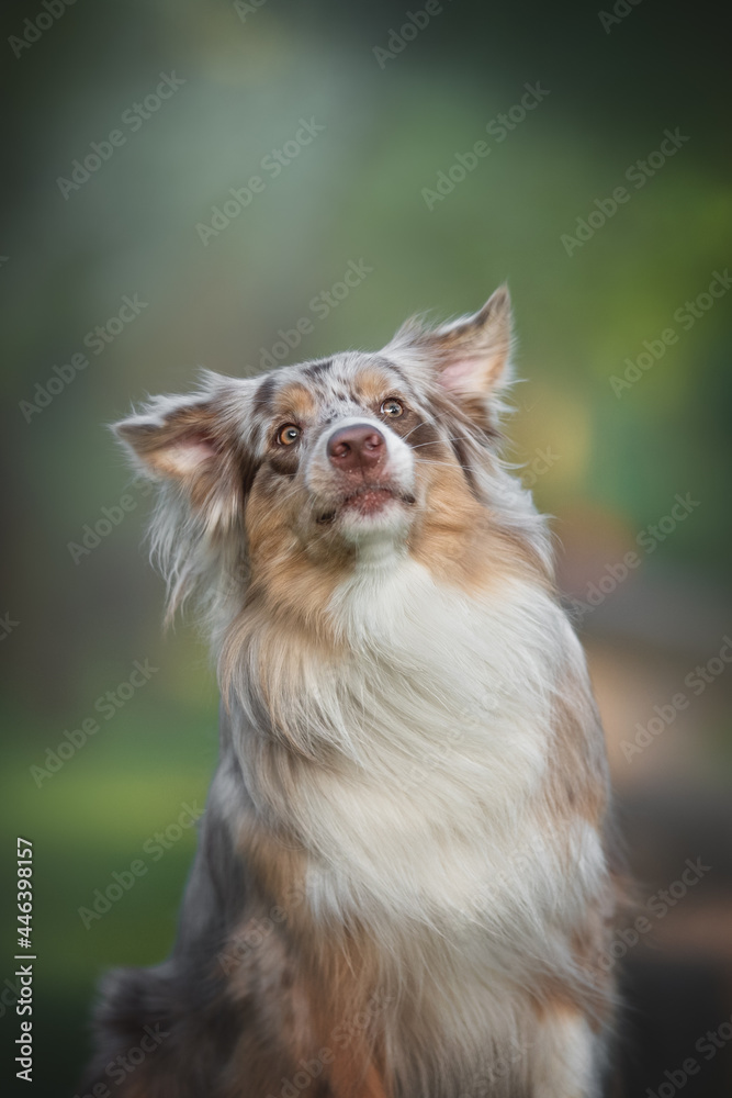 A funny female marble australian shepherd catching a piece of treat and making funny faces against the backdrop of blooming apple orchards