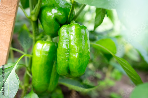 Obraz na płótnie Green pepper in the greenhouse. Unripe peppers, peppers on the bush. Closeup of peppers. Grown vegetables in the garden.
w salonie