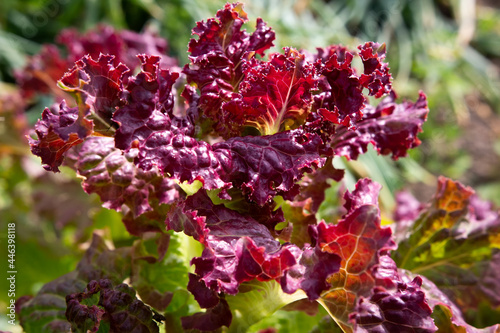 Obraz na płótnie Red salad closeup. Grown salad in garden. Bush of red salad against the background of foliage. Cultivation of vegetables and salads. w salonie