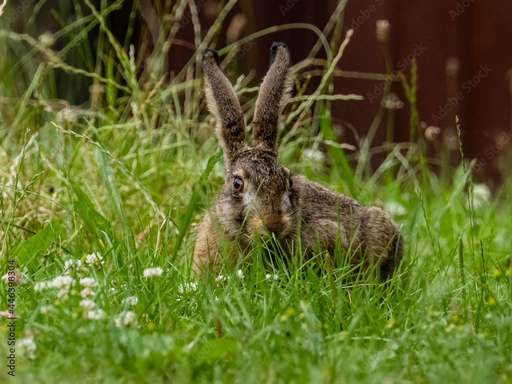 Fototapeta premium Hase