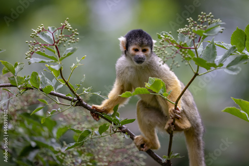 Photography A Squirrel monkey is a tree