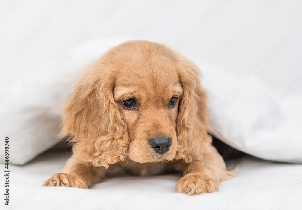 Young English Cocker spaniel puppy lying  under white warm blanket on a bed at home