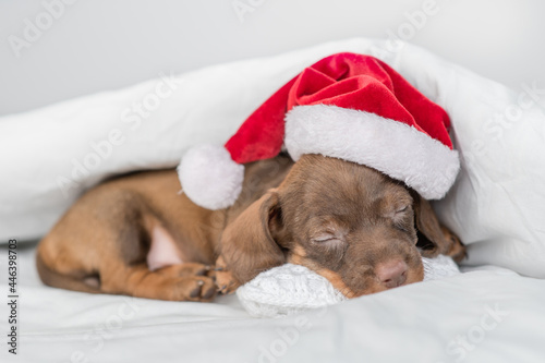 Cozy Dachshund puppy wearing red santa hat sleeps on pillow under warm blanket on a bed at home