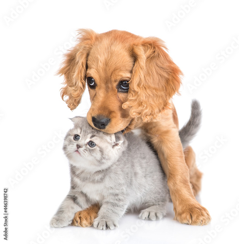 English cocker spaniel puppy licks a kitten. isolated on white background