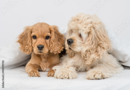 English Cocker spaniel dog and American Cocker spaniel puppy lying under white warm blanket on a bed at home
