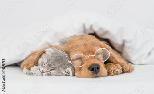 Cute kitten sleeps under ear of a English Cocker spaniel puppy. Pets sleep together under white warm blanket on a bed at home. Dog wearing eyeglasses hugs a kitten © Ermolaev Alexandr