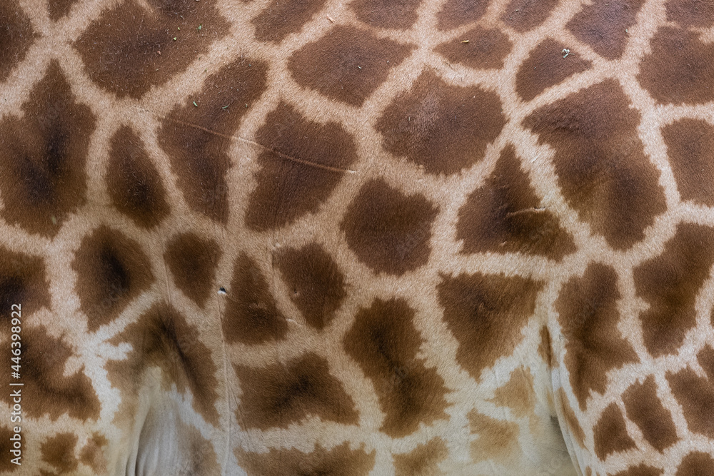 Close-up on the skin of a giraffe Close-up on the skin of a giraffe