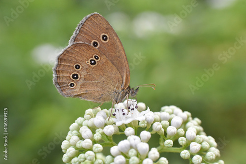 Photos Common ringlet butterfly (Aphantopus hyperantus) on SAMBUCUS EBULUS flower