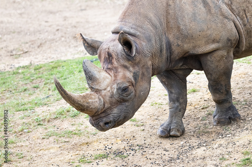 A black rhino walks in the savannah