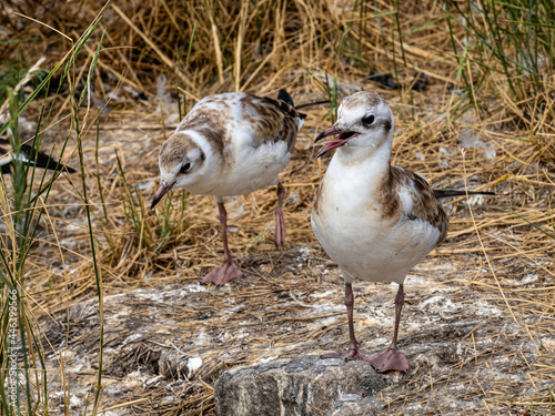 Möwe photo