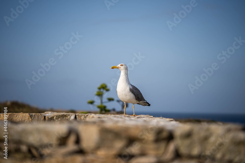 sea gull sits on the wall looking out for food. Concept: watching, looking © Olexandr