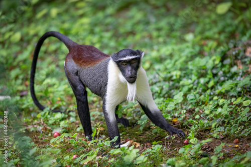 Sticker Portrait of a roloway monkey in the forest