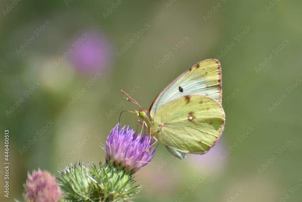 Berger's clouded yellow butterfly collecting nectar on flower in nature(Colias alfacariensis). Beautiful yellow butterfly on meadow Berger's clouded yellow butterfly collecting nectar on flower in nature(Colias alfacariensis). Beautiful yellow butterfly on meadow