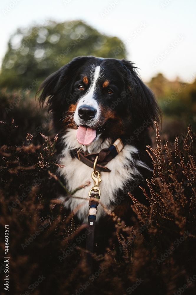 Dog wearing a leash and a collar in a beautiful environment