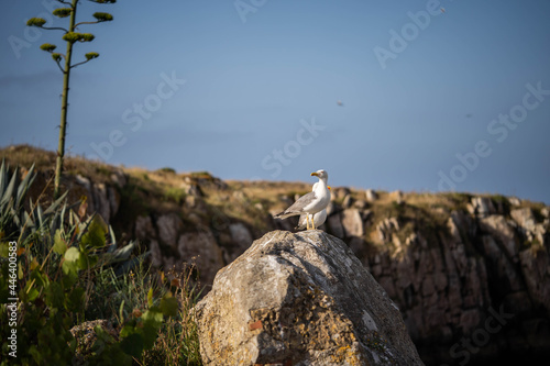 sea gull sits on a stone. Concept  on the alert  on the watch