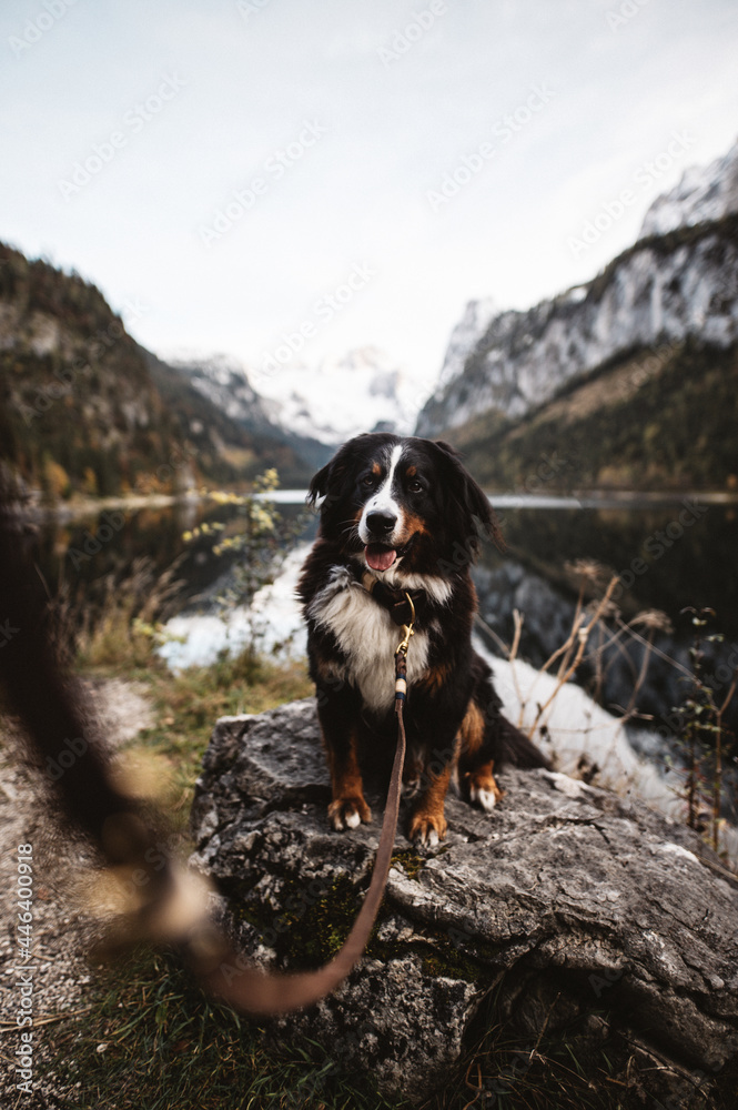 Dog wearing a leash and a collar in a beautiful environment in the mountains 