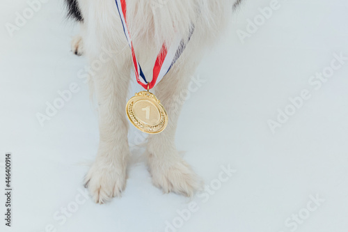 Puppy dog pwas border collie with winner or champion gold trophy medal isolated on white background. Winner champion dog. Victory first place of competition. Winning or success concept photo