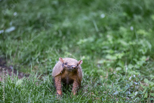 Portrait of an armadillo in the forest
