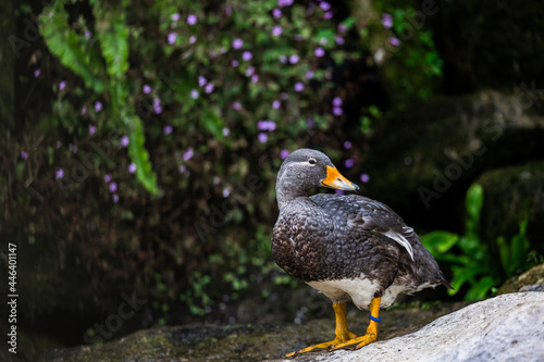Portrait of a fuegian steamer duck near a waterfall photo