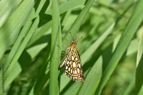 The large chequered skipper (Heteropterus morpheus). Large skipper butterfly in grass photo