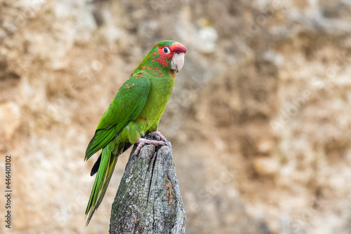 Portrait of a Mitred Parakeet photo