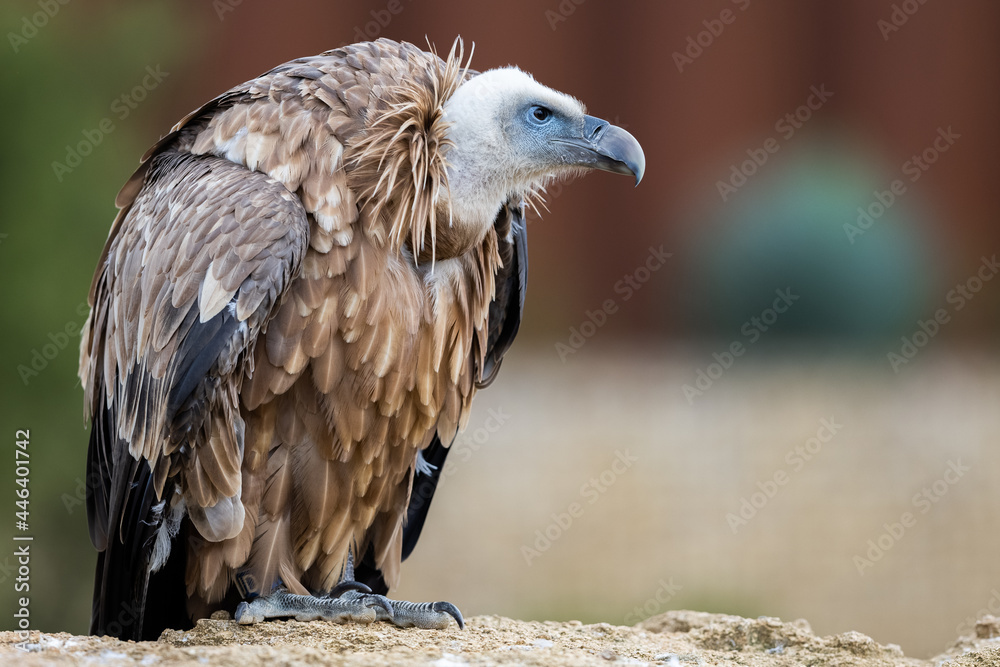 Fototapeta premium Portrait of a Griffon Vulture