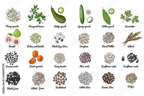 Vector food icons. Colored sketch of food products. Spices, nuts, herbs, beans, cereals.