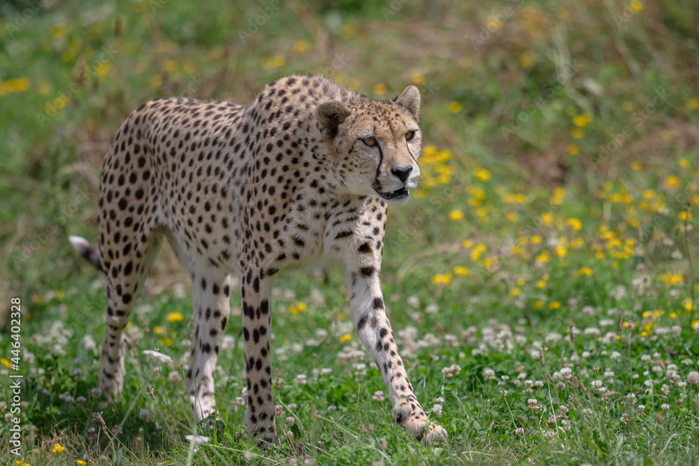 Cheetah walking in the savannah